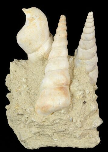 Beautiful Fossil Turritella Cluster - France #47961